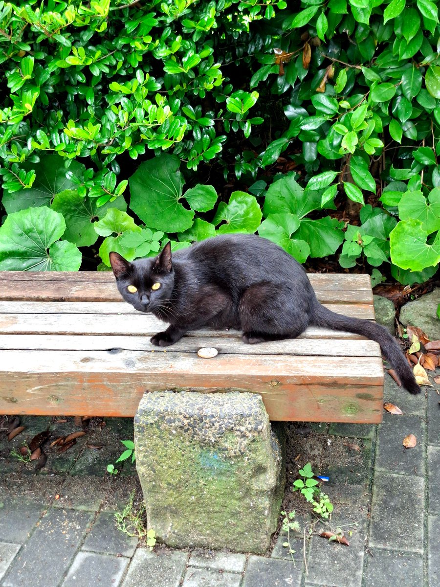 Tomo_NightBird's tweet photo. Carpe diem

#cat #catphotography https://t.co/YxVRfNN728