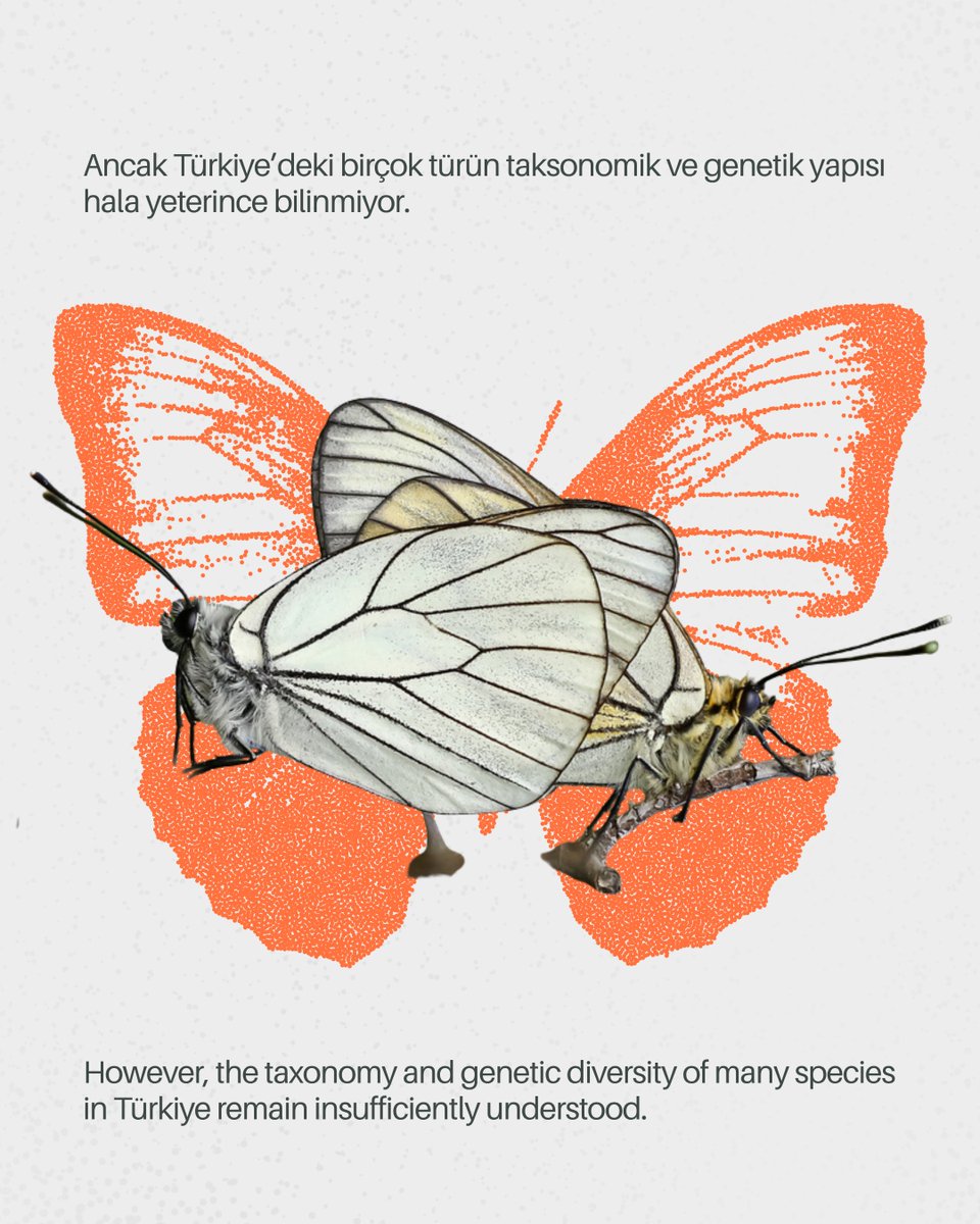 eGLankara's tweet photo. We are strengthening the research efforts in Türkiye within COST Action CA23122 – 10kLepGenomes through TR-LepGen: Genomic Characterization of Türkiye’s Lepidoptera Biodiversity, supported by the TÜBİTAK 2515 Programme. 🦋 #TRLepGen #10kLepGenomes #TÜBİTAK2515 #COSTAction https://t.co/S4F4r7W0fz