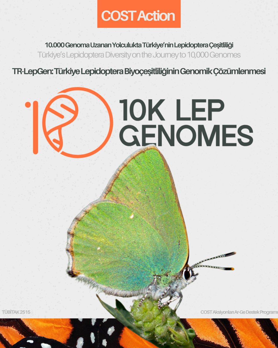eGLankara's tweet photo. We are strengthening the research efforts in Türkiye within COST Action CA23122 – 10kLepGenomes through TR-LepGen: Genomic Characterization of Türkiye’s Lepidoptera Biodiversity, supported by the TÜBİTAK 2515 Programme. 🦋 #TRLepGen #10kLepGenomes #TÜBİTAK2515 #COSTAction https://t.co/S4F4r7W0fz