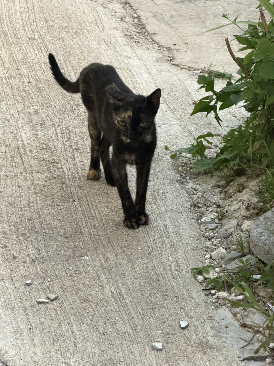 XjapanRenmei's tweet photo. ん?
変な猫🐈???
黒??
#サイパン
#Saipan https://t.co/NCgcgCoiN1