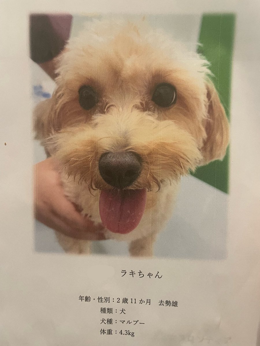 rkrk0816's tweet photo. 今年も健康診断！教科書に載るレベルのお手本数値と今年も健康わんこのお墨付きいただきました🫶

ただ右後脚パテラグレード1だったのでアンチノールのサンプルいただいたよ🥲 https://t.co/Kk5OEwDLge