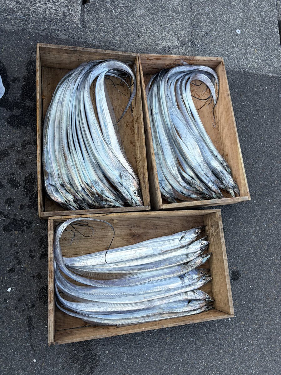 y__________sk's tweet photo. 初めてのタチウオテンヤ🧸

ドラゴンは釣れなかったけど大体F3〜F5が37匹釣れたまた行きたい🥺 https://t.co/U7Mp7C5gFC