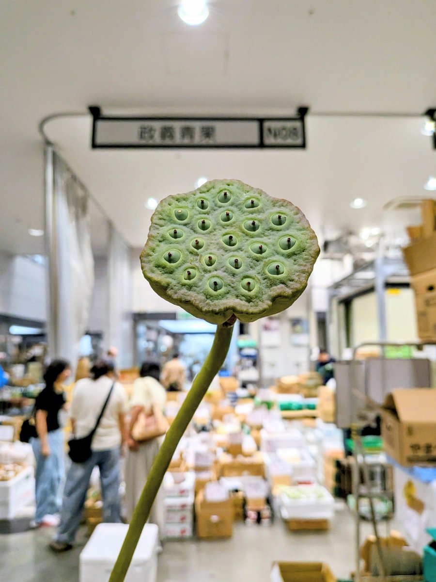 gisyun's tweet photo. 今朝の豊洲市場・政義青果、徳島県よりれんこん台が入荷しました♫　れんこんの花托、使い方はあなた次第です😉 #政義青果 #豊洲市場 #れんこん台 #れんこん花托 https://t.co/zEbUvsGBtF