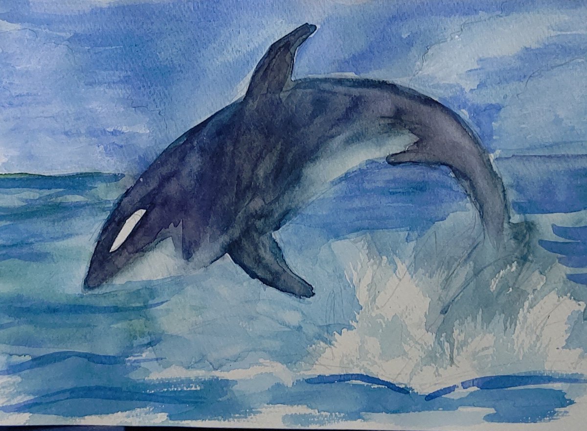ドライブラシの練習も兼ねて、シャチ描いてみた。 #水彩画 #透明水彩