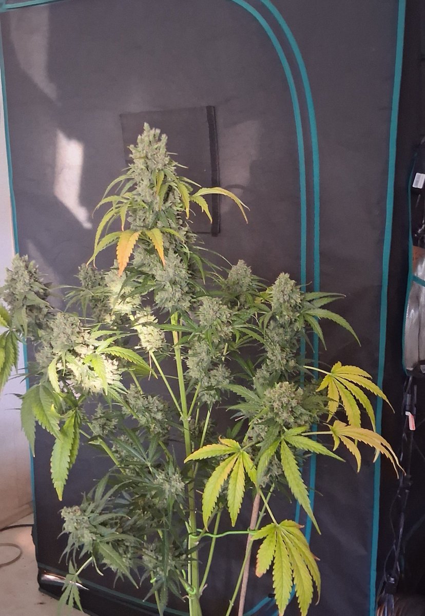BlaKX89's tweet photo. Banana Purple Auto 🍌 💜 from @paradiseseeds on Day 73 rdy for harvest with a size like three!

@grow_diaries:
https://t.co/NdNMR5314e

#paradiseseedscommunity #paradiseseeds #BananaPurpleAuto https://t.co/TMgBS6TKea