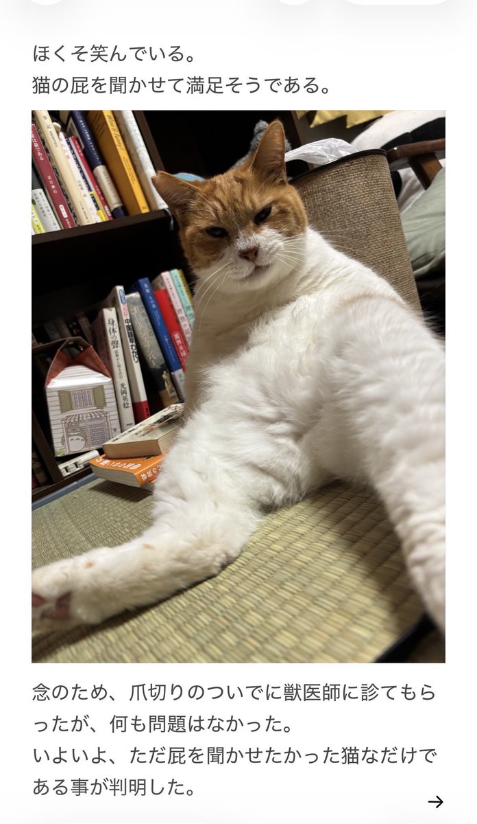 yalalalalalala's tweet photo. 【猫がいつもより鳴く際に注意が必要な事】 https://t.co/IHaQhZObt9