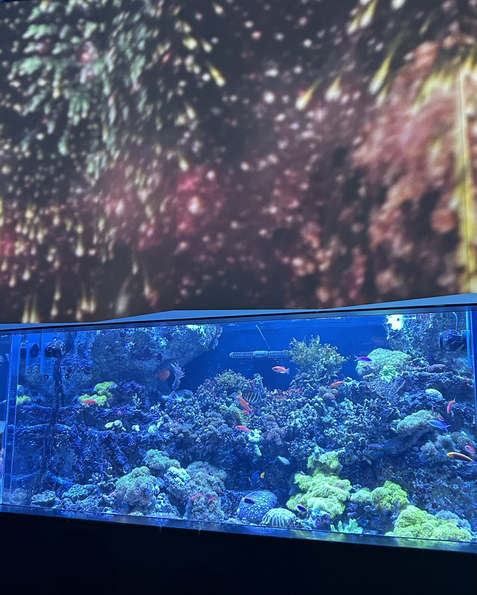 dremi_coco's tweet photo. お出かけ🪸🫧

アクアパーク品川🐬
友だちファミリーと一緒に☺️
花火アクアリウムのデジタル花火が眩しかった🎆
子どもたちは、イルカやクラゲにたくさん手を振ってた👶🏻🪼✨
ベビーカーから降りて動きたがる姿にも、成長を感じたな🌱
久しぶりに外でたっぷり遊べた日🌼✨ https://t.co/WZOuEAlEvh