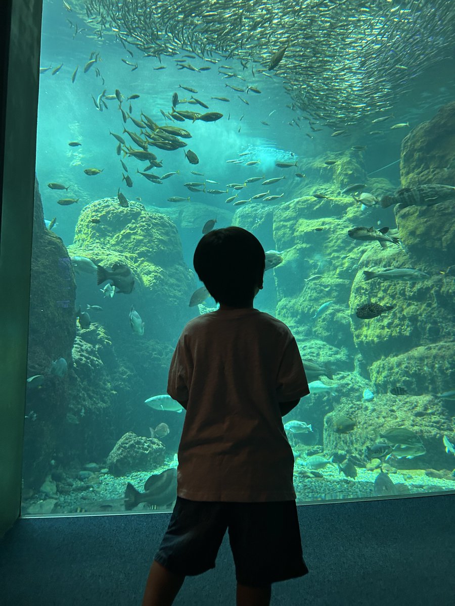 onxon26's tweet photo. 2026/7 🐟新江ノ島水族館🐟
新しい生き物たちがだいぶ増えていたので今月のえのすい！開館凸で増えた生き物を探すために奔走していたので、太平洋エリアは誰も居なくてしばらく貸切状態だった！
ついでに少しだけ海辺も行けた日！ https://t.co/kR3Vkj5Ve4