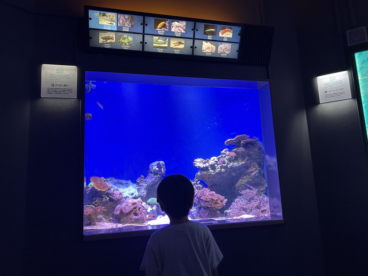 onxon26's tweet photo. 2026/7 🐟新江ノ島水族館🐟
新しい生き物たちがだいぶ増えていたので今月のえのすい！開館凸で増えた生き物を探すために奔走していたので、太平洋エリアは誰も居なくてしばらく貸切状態だった！
ついでに少しだけ海辺も行けた日！ https://t.co/kR3Vkj5Ve4