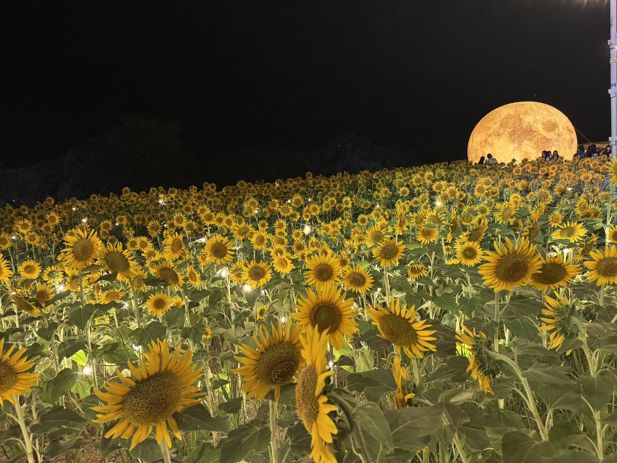 bnyking_fps's tweet photo. 惑星のひまわり畑は極上でした https://t.co/MH1hS421kX