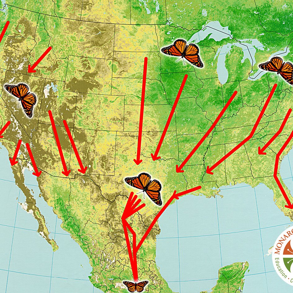 giveashitnature's tweet photo. The monarch in your yard right now isn't like the ones from earlier this summer. It's the super generation, and it needs your help for the next six weeks.

Four previous generations lived two to six weeks, mated, and died. This one is built differently. Born in reproductive diapause, it won't mate until spring. 

Instead, every calorie it takes in goes directly to fat for a 3,000-mile journey to mountain forests in Mexico that it's never seen. These monarchs will live about 8x longer than their parents and navigate by a sun compass in their antennae .

The eastern population nearly doubled from 2024 to 2025, one of the most encouraging counts in years. But that recovery is incredibly fragile. There are things that just about all of us can do to help them along their migration.

Leave the goldenrod. Goldenrod doesn't cause your allergies. That's a myth peddled by Big Ragweed. Goldenrod is one of the most important nectar sources for migrating monarchs in the eastern US. If yours is healthy, leave it completely alone through October.

Leave the native asters. New England aster, smooth blue aster, and other native asters blooming right now are critical late-season fuel. Don't mow them, don't deadhead them, don't pull them.

Stop all pesticide applications. Herbicides too. Glyphosate applied near milkweed and nectar plants kills the food supply, not just the weeds. 

Don't cut the milkweed yet. Late-season caterpillars are still using it. You may find chrysalises on it. Leave milkweed alone until first frost.

Avoid tropical milkweed if you're in the South. Asclepias curassavica, the red and yellow milkweed sold at most big box stores, doesn't die back in warm climates. This can disrupt migration timing by giving monarchs a year-round breeding option that keeps them from heading south.

Tag a monarch. Monarch Watch runs a citizen science tagging program that has tracked migration patterns for decades. The data from tagged butterflies helps researchers understand route timing, stopover locations, and population health. Tagging kits are available at monarchwatch dot org.

Report sightings. Journeynorth dot org tracks monarch migration in real time using citizen observations. A five-second report of a monarch in your yard contributes to a continent-scale dataset researchers actually use.

What you do between now and October matters more than almost anything else you'll do for monarchs all year.