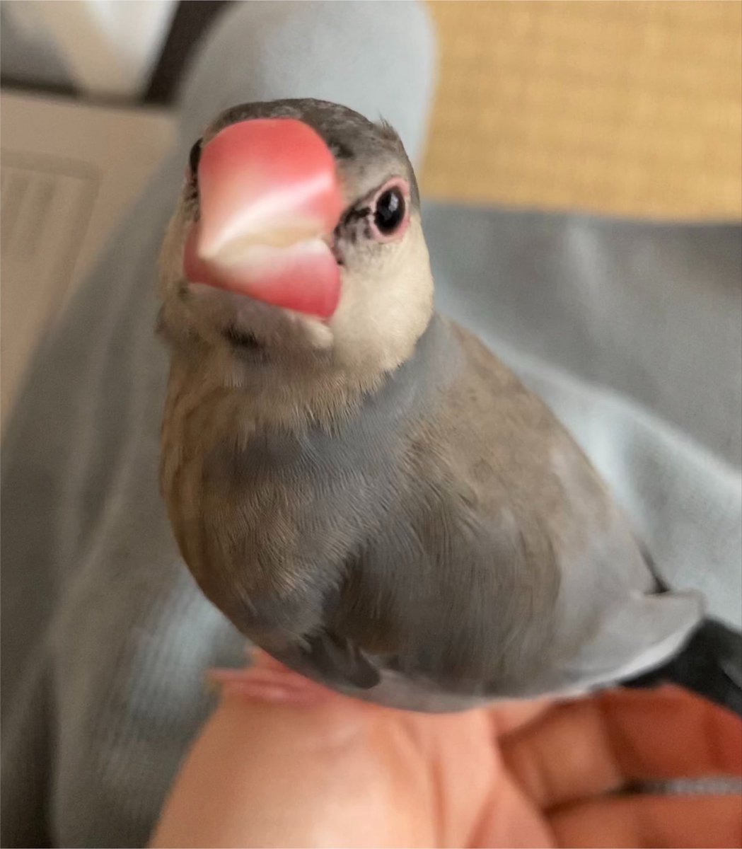 livingstone2_5's tweet photo. お仕事で一週間ほど文鳥さんと会えないでいるのですが、寂しくてカメラロールを見返して赤ちゃん時代まで遡っています🍼 https://t.co/rQuyBacaAi