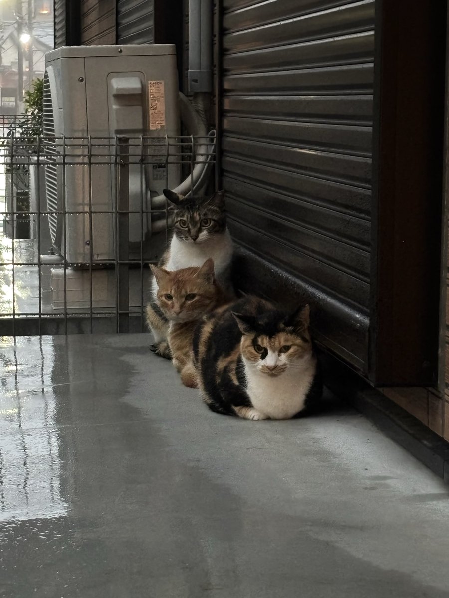 tamaccho's tweet photo. 大雨の中の帰宅途中、寄り添ってる３匹。ちょうど雨の当たらない場所を見つけたようだ。
だけどこの後、もっと雨降ってカミナリなって…怖かっただろうな。頑張って生き延びてほしい。 https://t.co/aBREJWOCt7