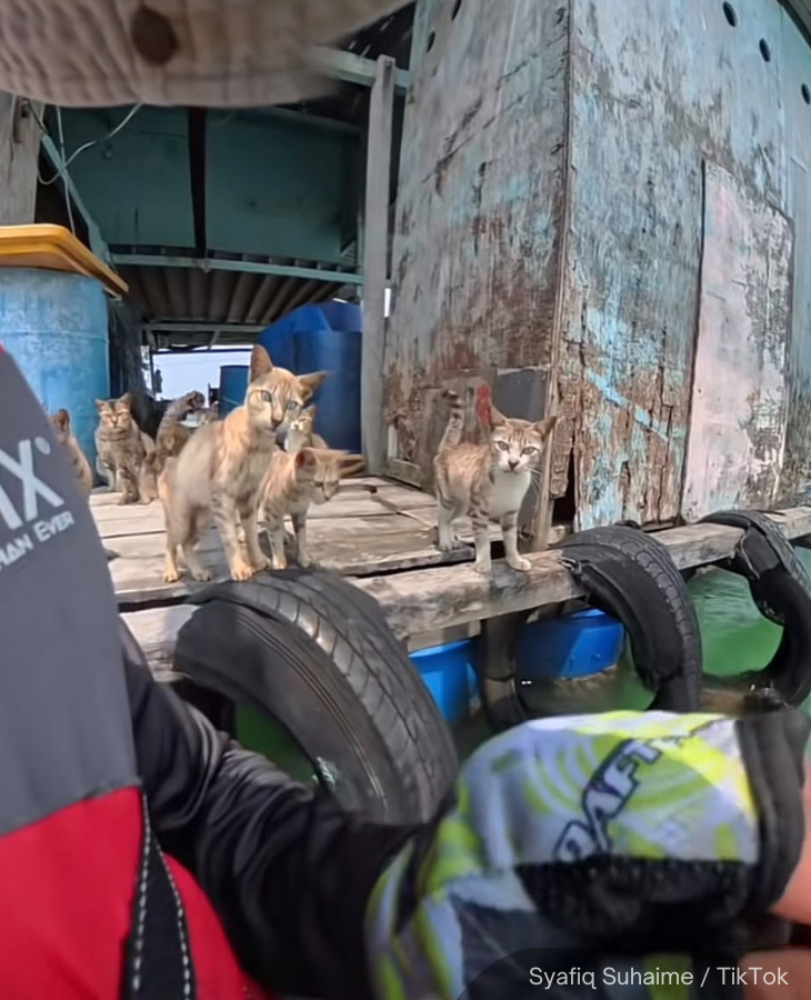 NewsBFM's tweet photo. A group of starving cats was found on a seemingly abandoned floating structure off Pulau Ketam, Klang.

The discovery went viral on TikTok after angler Syafiq Suhaime shared footage of the animals, prompting animal lovers to travel to the island to help rescue them.

🧵1 https://t.co/FupU2tkcNK