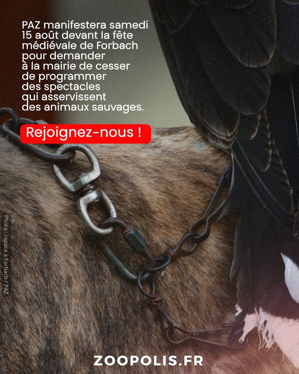 paz_zoopolis's tweet photo. Pour l’édition 2026 de la Fête médiévale de Forbach, des spectacles de rapaces sont programmés. 🦅❌
PAZ manifestera samedi 15 août devant la fête médiévale de #Forbach pour demander à la mairie de cesser de programmer des spectacles de #rapaces.
📢 https://t.co/x5wnfvXJtg https://t.co/515lziIbGz