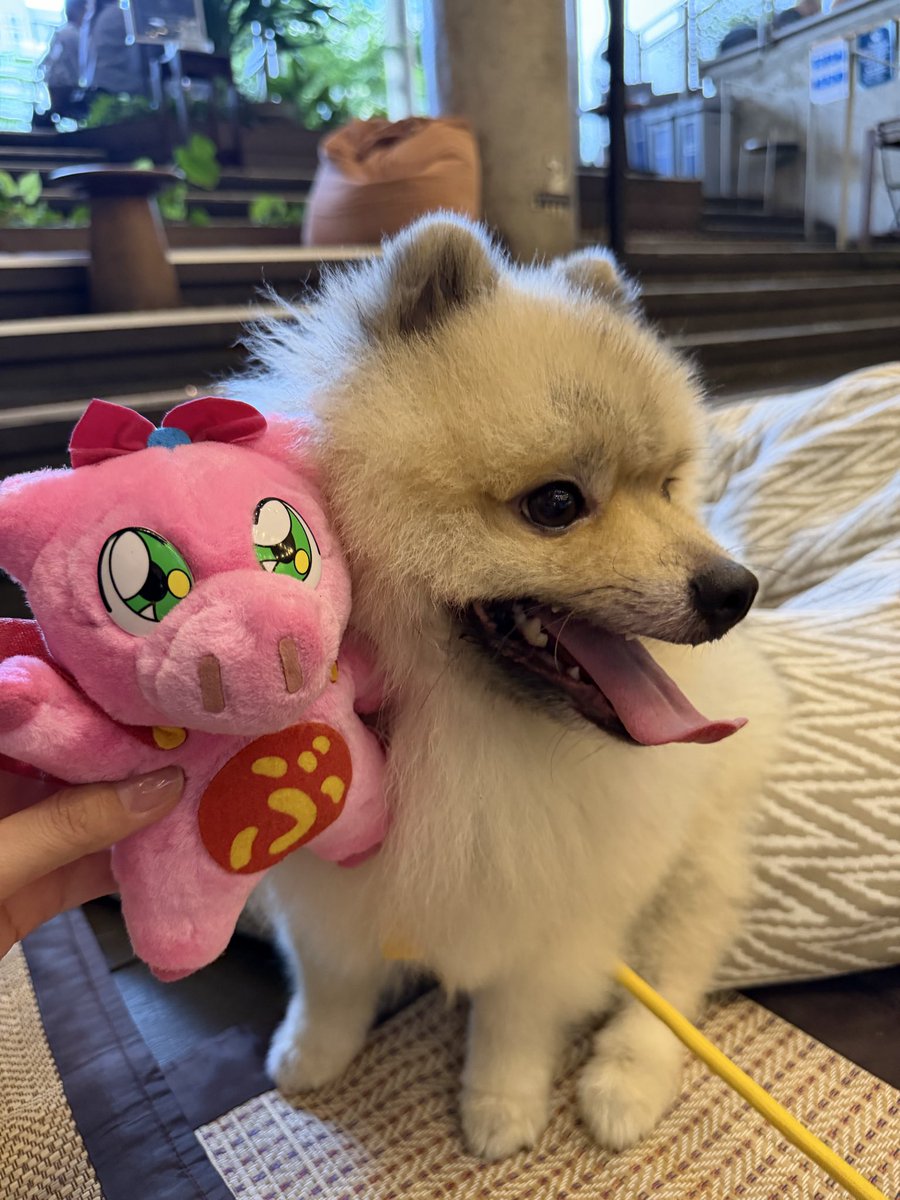 malisorn00's tweet photo. 🐽☺️🤏🏻 sunny just a little boy 😍 #babysunny https://t.co/PoweHDBBHE