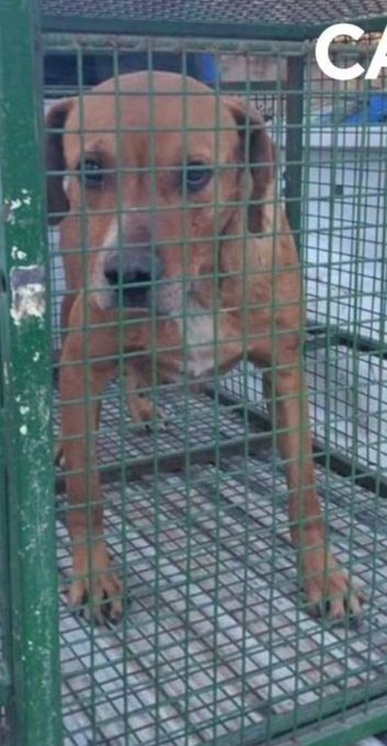 lamamadelpocho's tweet photo. @LAVOZcomar che mira la foto del perro que ponen! AMARILLISTASDELORTOOOOOO, claro esta perra no vende verdad?? PREGUNTENLE A LA MADRE PORQ NO CUIDABA A SU HIJO DE TRES AÑOS, y a los tutores de la perra porq la tenian en ese predio sola preñada y hambrienta. PRESOS A TODOS LOS QUIERO https://t.co/WKDRWOAipl