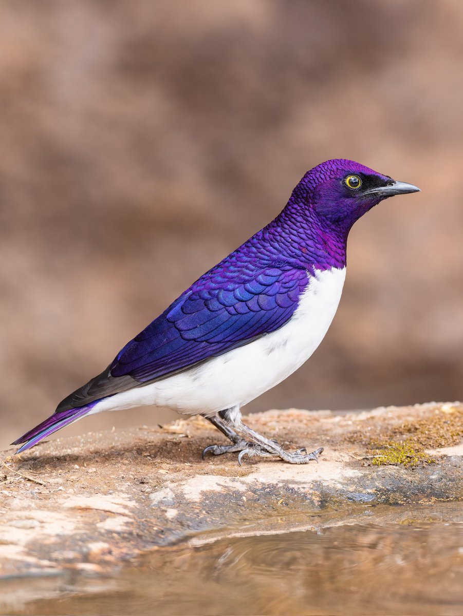 Kenyabirder's tweet photo. Violet-backed Starling in Kakuzi, Murang'a https://t.co/9QkSXSr5i7
