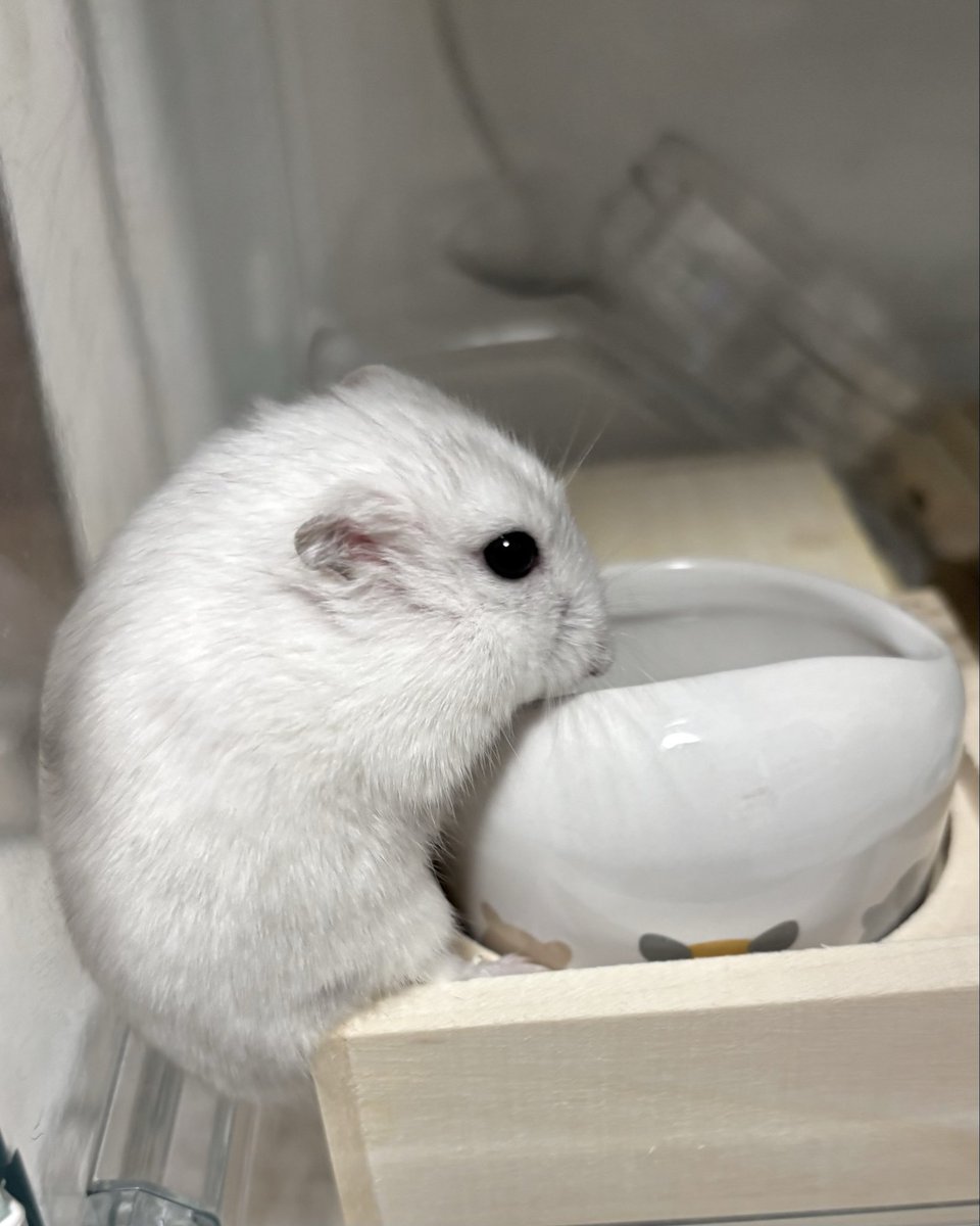 pamustar67's tweet photo. ご飯に夢中でおしり落ちてる https://t.co/26rcjKmK6b