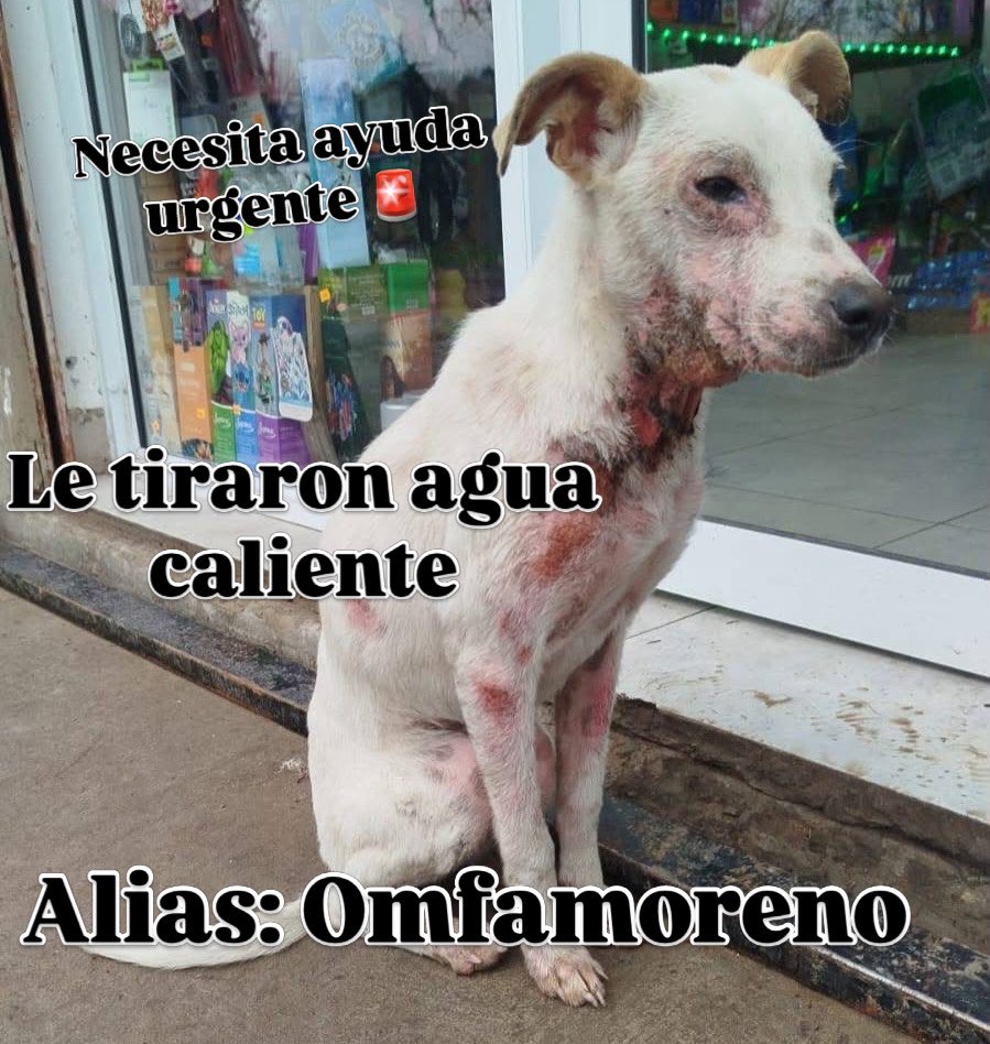 OMFA_Refugio's tweet photo. Caso URGENTE 
Perrita quemada con agua caliente, necesita ayuda YA!! 
Ya está con nosotros necesitamos ayuda económica para poder pagar la veterinaria porque no tenemos cómo cubrir sus gastos 

Alias Mercado Pago: Omfamoreno 
Alias Banco Nacion: Omfitas 
PayPal: OrgMiFielAmigo https://t.co/KaEW4eJDvj