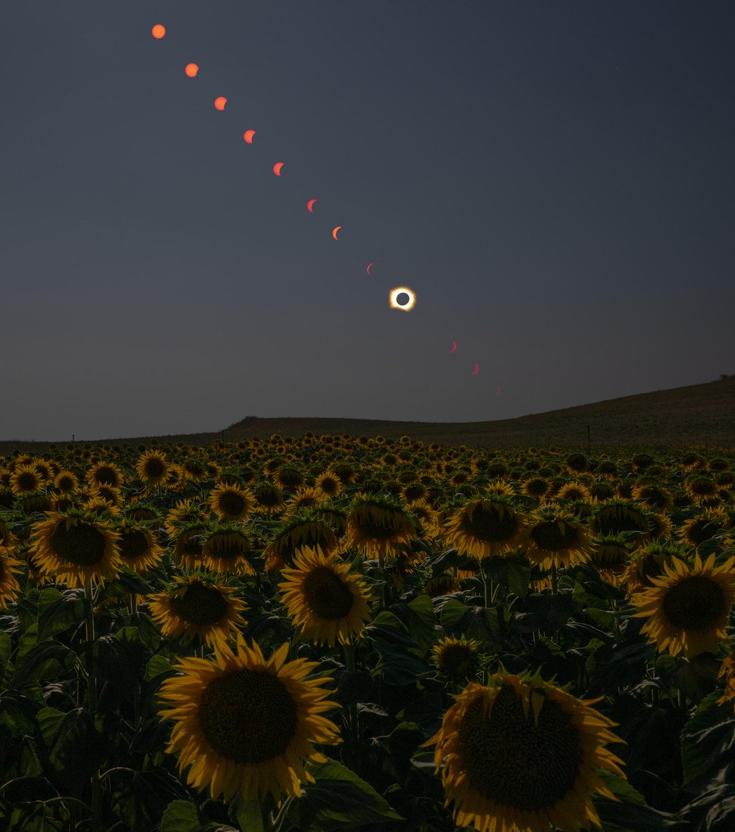 NASAJohnson's tweet photo. A total eclipse of the sunflower field. ☀️🌑🌻

The Moon passed between the Sun and Earth on Aug. 12, 2026, creating a total solar eclipse visible across parts of Greenland, Iceland, northern Russia, the Atlantic Ocean, Spain, and Portugal.

This composite image captures the eclipse's progression over a field of sunflowers in San Millán de los Caballeros, Spain. During totality, the Moon completely blocked out the Sun, briefly revealing the Sun's outer atmosphere, or corona.