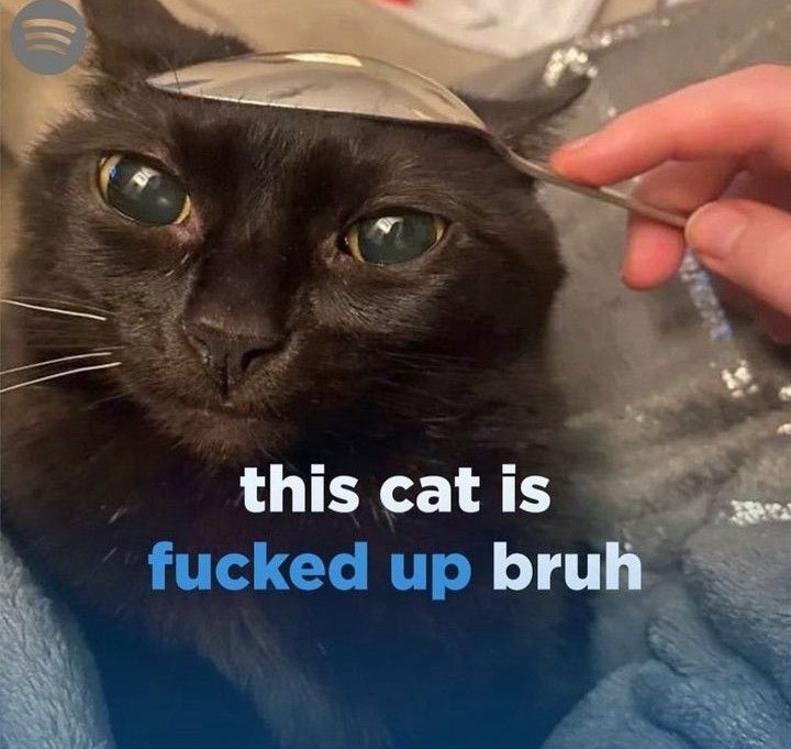 CatPosted's tweet photo. https://t.co/PSE7UQwqWQ