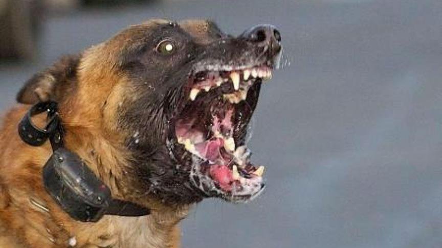 infantryman__'s tweet photo. Daniel Ouellet @daniel_ouellet_ developed a morbid (or pathological) fear of German Shepherd dogs several years ago in Rimouski 
@gaetan_ouellet_ https://t.co/dfnJIpXgXj