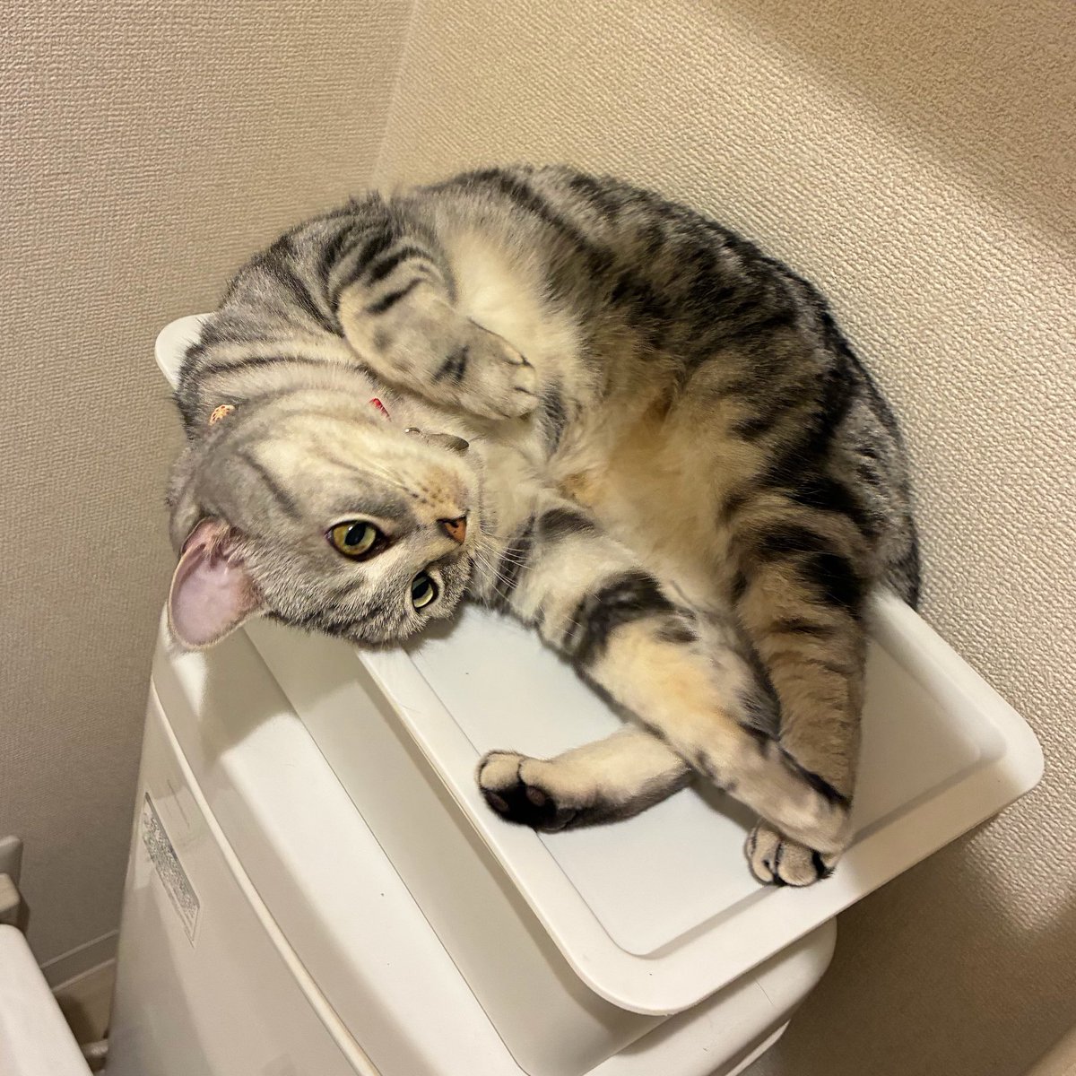 amesowner's tweet photo. あめちゃん、なんでそこが好きなんだい？
#猫のいる暮らし #アメリカンショートヘア #猫好きさんと繋がりたい https://t.co/seq6obBnfB