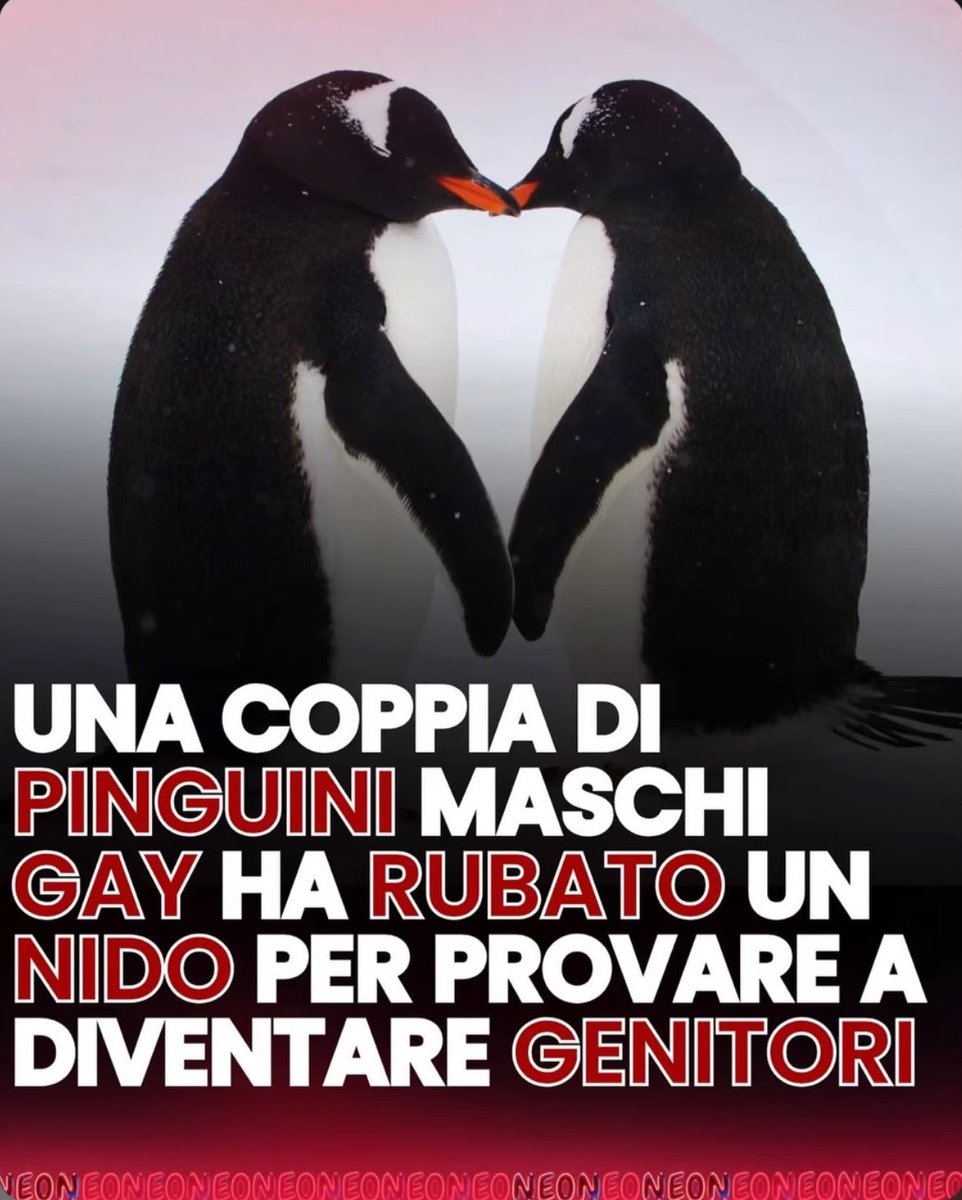 ricchiowens's tweet photo. LEGALIZZATE SUBITO LE ADOZIONI GAY NEL MONDO ANIMALE SONO SERISSIMO😭😭😭😭😭😭😭😭 https://t.co/PWjrwd7Kvs