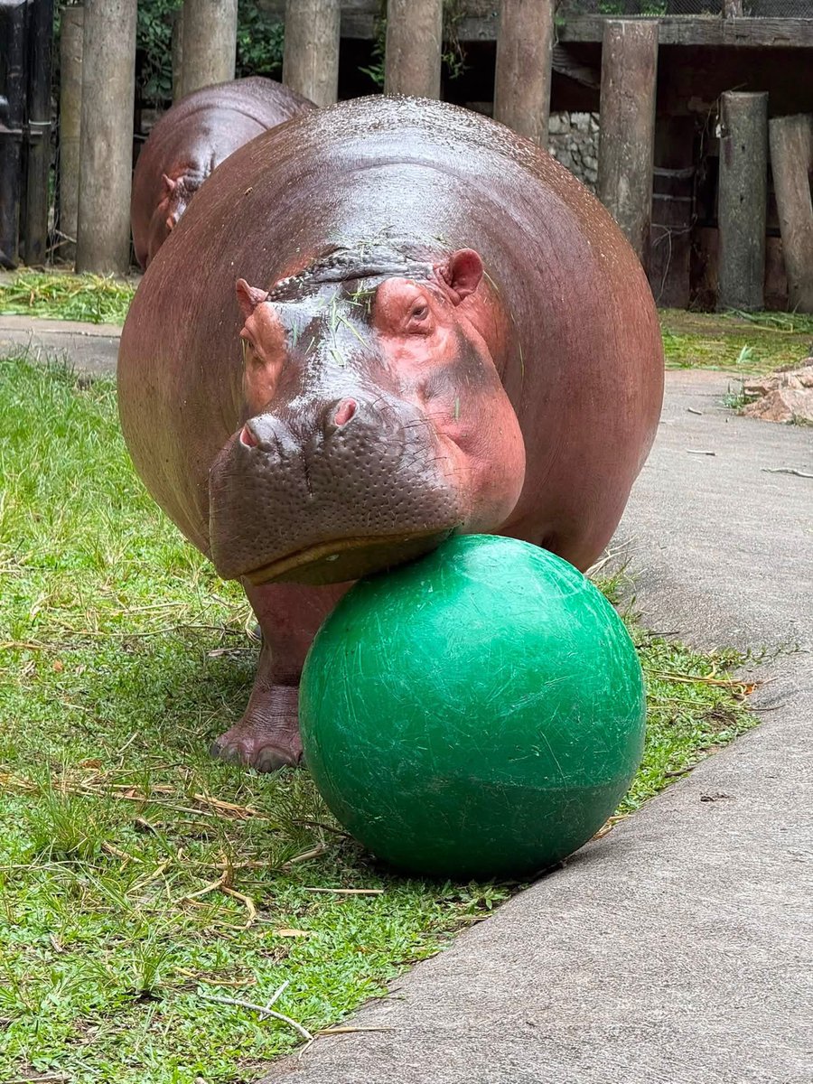 and_khamoo's tweet photo. ฮิปโปกับลูกมะนาว #hippo #PygmyHippo #ขาหมูแอนด์เดอะแก๊ง #หมูเด้งเด้งกี่โมง #Moodeng #พี่ขาหมู #สวนสัตว์เปิดเขาเขียว https://t.co/UbHaamPBlC