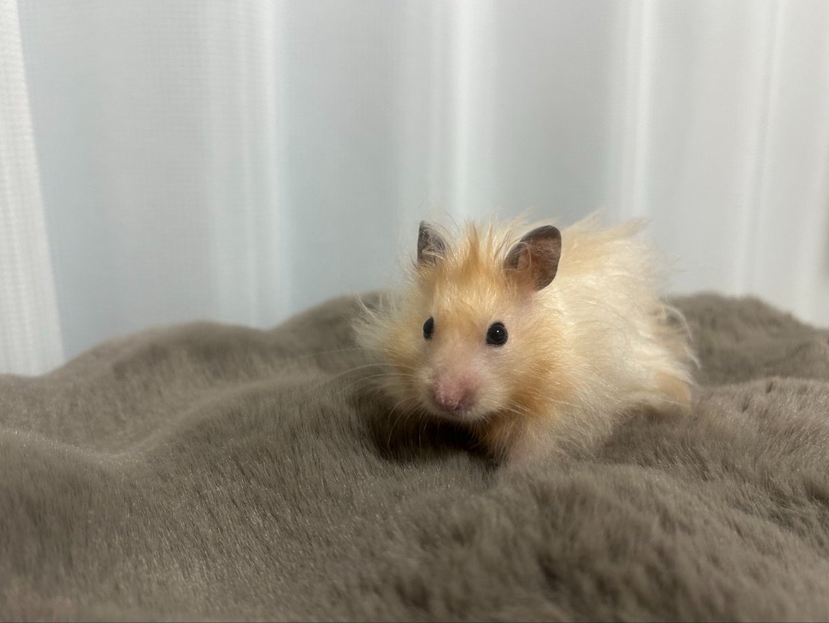 MotherLoverrrr's tweet photo. 実家にハムスター連れて帰ったらおばあちゃんが「これは犬か」と聞いてきたの大変良かった https://t.co/jIJktqsh06