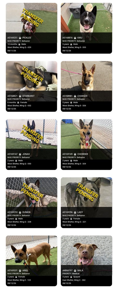 itsadogslifersq's tweet photo. Our friends in need of IMMEDIATE HELP who were deadlined yesterday and still have no exit plan! #MCACC #Phoenix #mesa

#Adopt or #foster anywhere in #AZ to save your #bff!

Apply at https://t.co/9cRJpeyQY4 or https://t.co/F5W7QjEMnR immediately! https://t.co/NnhzqTrQE3