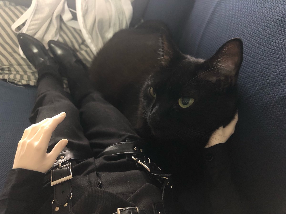 Homil_the_cat's tweet photo. 난 인형이 쓰다듬어주�� 기다리지 않아 내가 인형에게 간다. 하고 손에 얼굴 괸 고양이 사진도 찾음 https://t.co/ykbU9ISoFp
