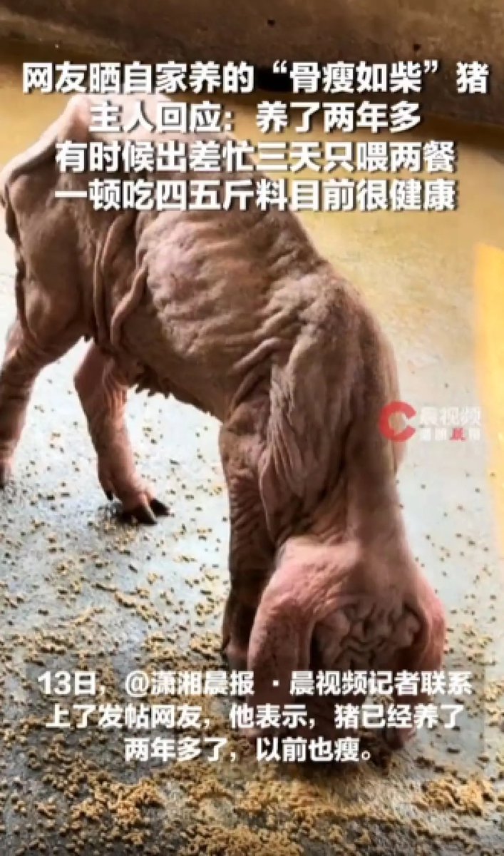shicheng238's tweet photo. 广东一网友晒出自家养的“排骨猪”引发热议，主人：有时候出差忙三天只喂两餐，猪养了2年多，很健康
近日，广东，一网友晒出自家养的“排骨猪”，引发热议，其他网友：第一次见“骨瘦如柴”的猪。13日，记者联系上了发帖网友，他表示，猪已经养了两年多了，以前也瘦，“喂得少，有时候出差忙三天只喂两餐，慢慢就这样了，一个猪一餐可以吃四五斤料。”他表示，猪目前很健康。