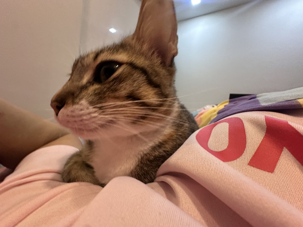 MayuPunk's tweet photo. 香箱座りってベトナム語でなんて言うの？ https://t.co/SNSsNo8dUL