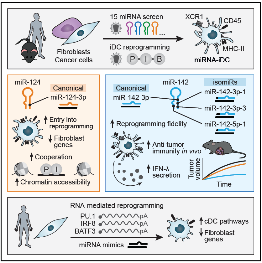CellReproLab tweet picture