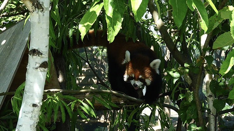 komabaZooPhoto's tweet photo. 細い枝を華麗(？)に渡るヒナギクです🌼

#レッドパンダ #redpanda #レッサーパンダ #ヒナギク https://t.co/nabbct8CZ2