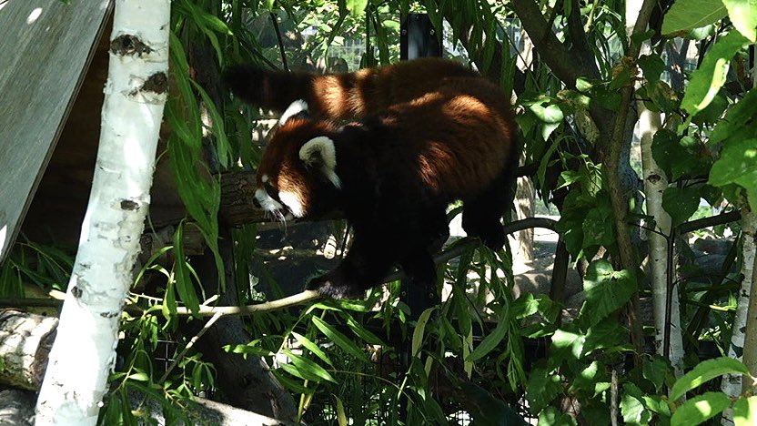 komabaZooPhoto's tweet photo. 細い枝を華麗(？)に渡るヒナギクです🌼

#レッドパンダ #redpanda #レッサーパンダ #ヒナギク https://t.co/nabbct8CZ2