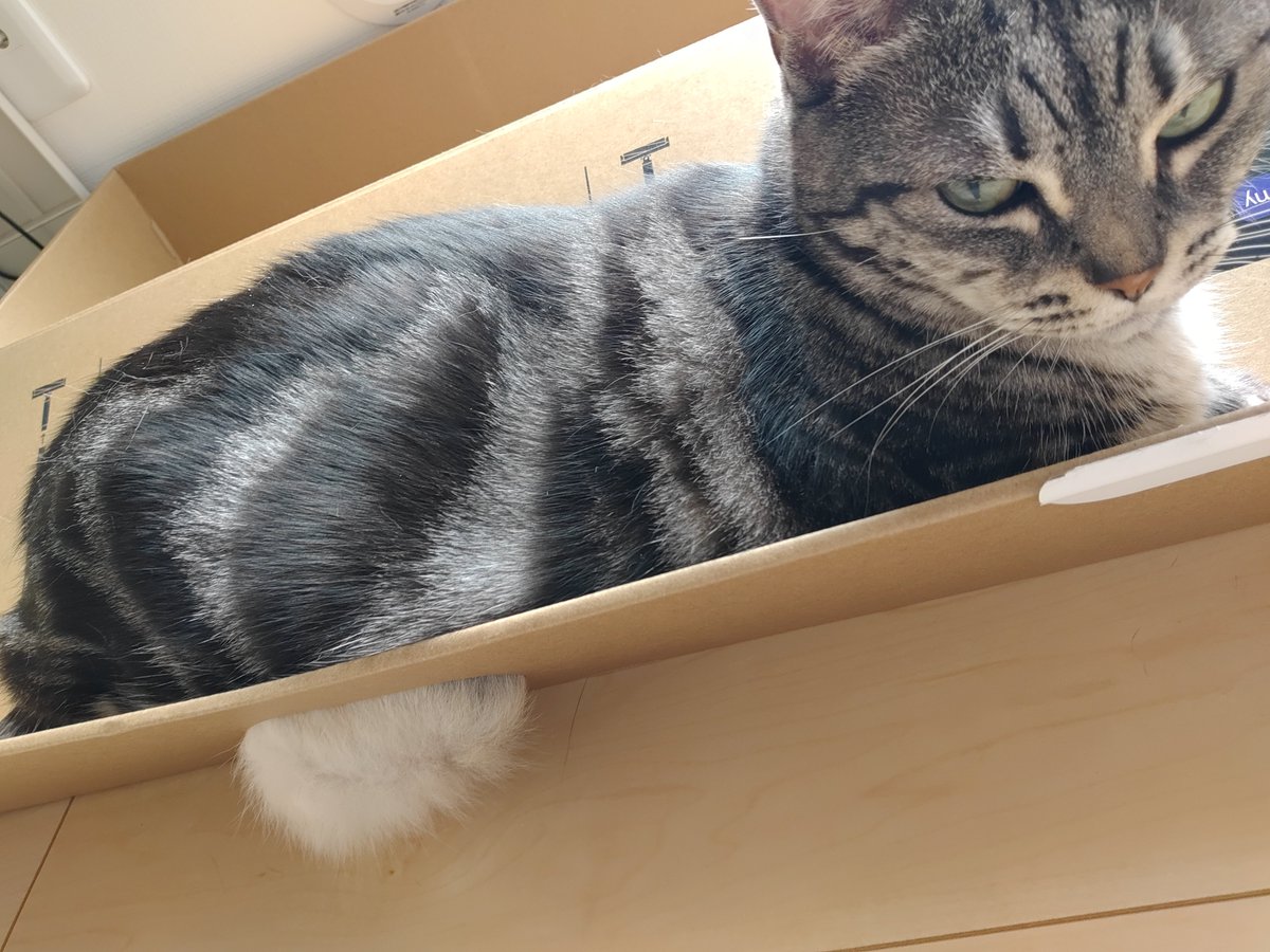 shiri_uz's tweet photo. #ねことの暮らし
#アメショ柄のマンチカン
#可愛いが溢れてる https://t.co/jz9hfjQYrv