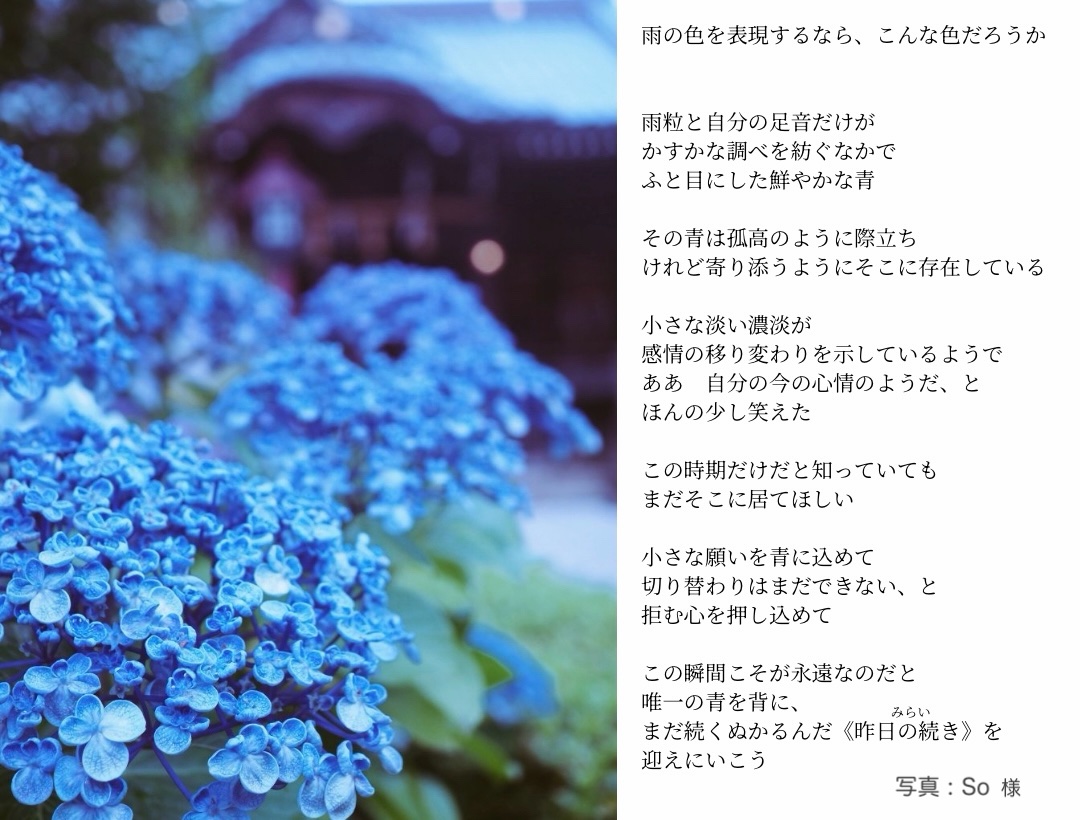 tadanosyaku's tweet photo. So様@somar9871 FF外から失礼します

鮮やかな青がすごく綺麗で、紫陽花の魅力がぎゅっと詰まった素敵な写真ですね！とても好きです⑅◡̈*

歩夢さんの物語に惹かれ、私もこちらの写真から書いてみたいと思い、挑戦させていただきました
ありがとうございました！

#雨音と紫陽花 https://t.co/zkWlEHyZF5
