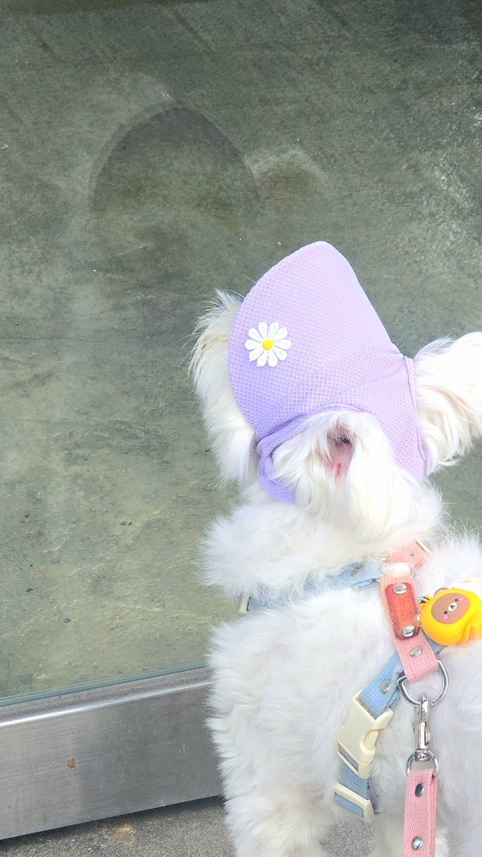 cong_doou_'s tweet photo. 누나..! 그녀석은 가짜에여!!! https://t.co/dBfI6wDIM5