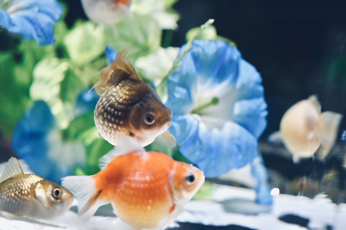 amespi_regular's tweet photo. 金魚

#写真好きな人と繋がりたい 
#写真撮ってる人と繋がりたい 
#写真で伝える私の世界
#ファインダー越しの世界 
#キリトリセカイ
#photography https://t.co/g0et0RThb1