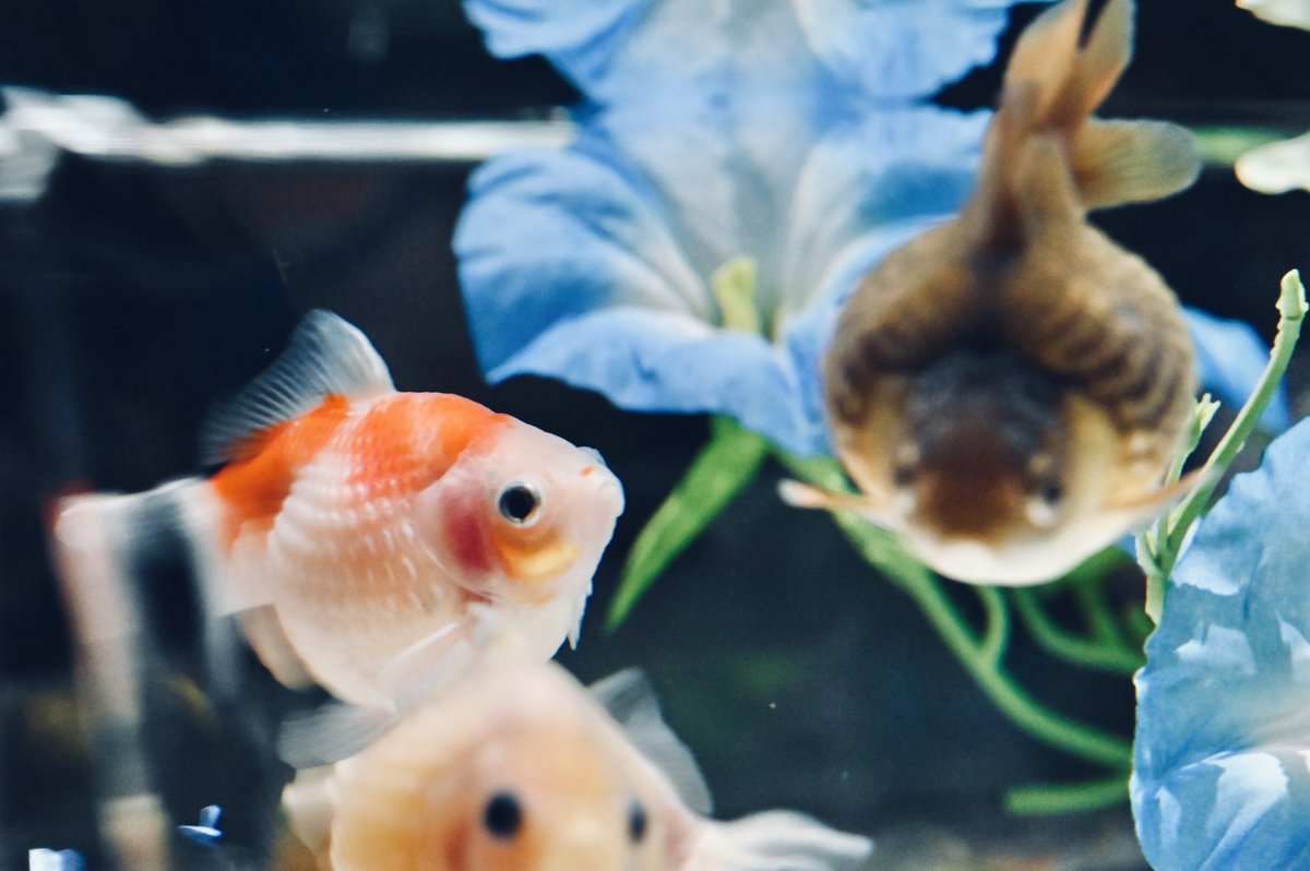 amespi_regular's tweet photo. 金魚

#写真好きな人と繋がりたい 
#写真撮ってる人と繋がりたい 
#写真で伝える私の世界
#ファインダー越しの世界 
#キリトリセカイ
#photography https://t.co/g0et0RThb1