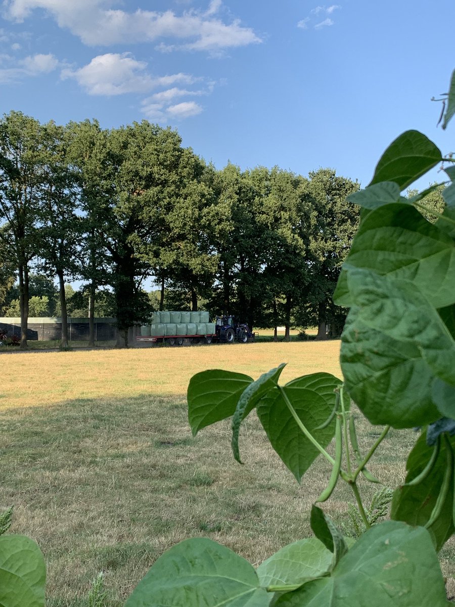 MartineRozeboom's tweet photo. Wie heeft er een water druppel systeem in de moestuin en kan mij er meer over vertellen. T lijkt me toch wel reuze handig om eens aan te leggen. Er komt weinig van zelfvoorzienendheid voor aanstaande winter met deze droogte 🤔 https://t.co/4wqjCR9LJA
