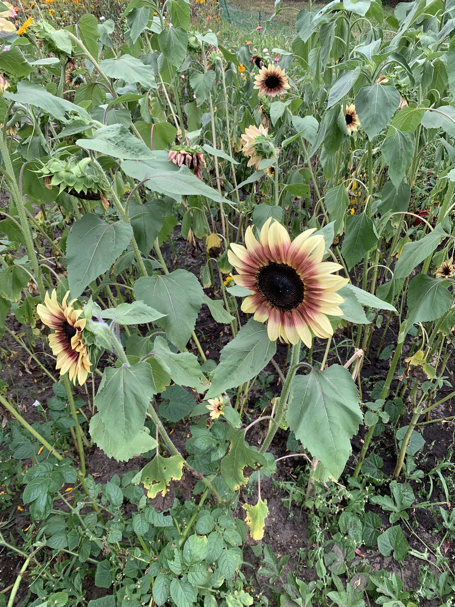 MartineRozeboom's tweet photo. Wie heeft er een water druppel systeem in de moestuin en kan mij er meer over vertellen. T lijkt me toch wel reuze handig om eens aan te leggen. Er komt weinig van zelfvoorzienendheid voor aanstaande winter met deze droogte 🤔 https://t.co/4wqjCR9LJA