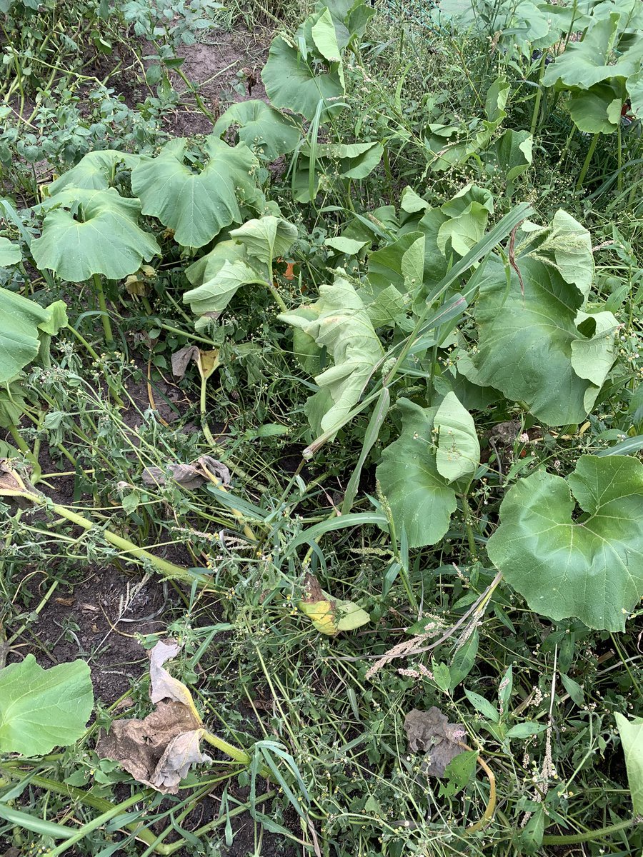MartineRozeboom's tweet photo. Wie heeft er een water druppel systeem in de moestuin en kan mij er meer over vertellen. T lijkt me toch wel reuze handig om eens aan te leggen. Er komt weinig van zelfvoorzienendheid voor aanstaande winter met deze droogte 🤔 https://t.co/4wqjCR9LJA