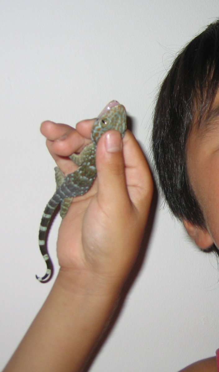 19Seiwa's tweet photo. @KAIxxqq @ikuemiroku おまけ

ヤモリの親分
トッケイ

昔
生き物好きの子供達の為に
清水の舞台から
首吊る勢いで、
ボルネオ旅行

ノラトッケイ

流石に最初の一匹は
色と大きさに芋引いて逃げられました。

二匹目はゲット
けど指噛まれて血豆出来る
🤣😝 https://t.co/29iUYcV1kl