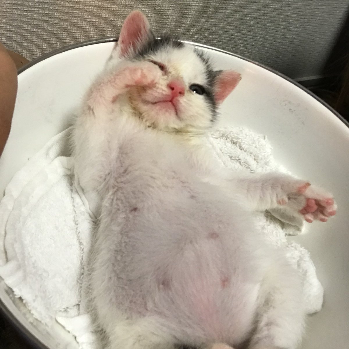 a_necotaro's tweet photo. 3匹全員愛してるのは大前提だけど、もちくんの事は赤ちゃんの頃から溺愛してた。顔も性格も本当に可愛い子で、もちくんがいれば他に何もいらないくらい依存してる時期もあった。それくらいもちくんの事が大好きだったのに、8歳という若さでもちくんを失ってしまった事が耐えられない。何でもちくんなの https://t.co/F2S6WspuSW
