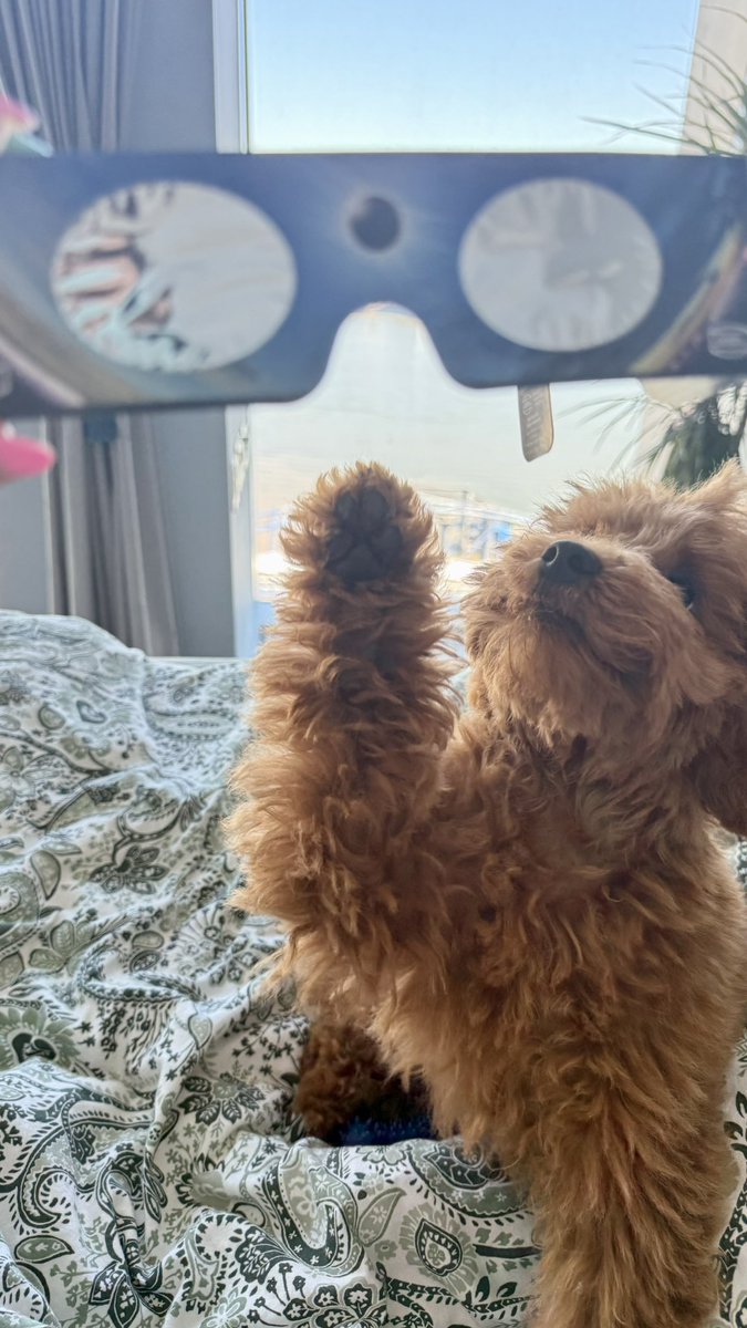 laura_paunoiu's tweet photo. Swapped the gym weights for solar shades yesterday! 🌖✨ Alex and I stepped out to catch the eclipse, and came home to find Luna ready for her own viewing party 😎🐾
*
#SolarEclipse2026 #Home #EclipseWatchers #LondonEclipse #MiniaturePoodle #PoodlePuppy #GymBreak #EclipseGlasses https://t.co/Ay9HYG2iw2
