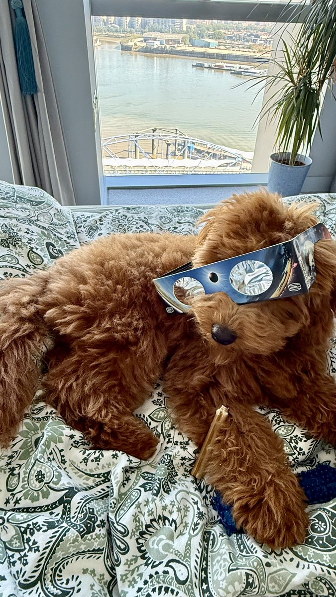 laura_paunoiu's tweet photo. Swapped the gym weights for solar shades yesterday! 🌖✨ Alex and I stepped out to catch the eclipse, and came home to find Luna ready for her own viewing party 😎🐾
*
#SolarEclipse2026 #Home #EclipseWatchers #LondonEclipse #MiniaturePoodle #PoodlePuppy #GymBreak #EclipseGlasses https://t.co/Ay9HYG2iw2